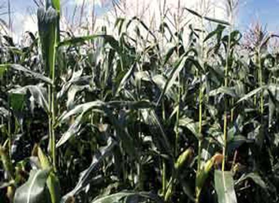 Fodder Maize